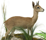 Taxidermy, Antelope, Steenbok, Full Body, in Natural Setting, Greenery, 25.5 in - Old Europe Antique Home Furnishings