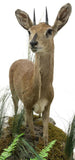 Taxidermy, Antelope, Steenbok, Full Body, in Natural Setting, Greenery, 25.5 in - Old Europe Antique Home Furnishings
