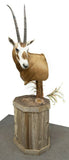 Taxidermy, Scimbok Mount on Stand, Sold only to Texas Residents,.Very Handsome! - Old Europe Antique Home Furnishings