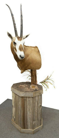 Taxidermy, Scimbok Mount on Stand, Sold only to Texas Residents,.Very Handsome! - Old Europe Antique Home Furnishings