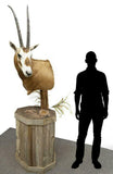 Taxidermy, Scimbok Mount on Stand, Sold only to Texas Residents,.Very Handsome! - Old Europe Antique Home Furnishings
