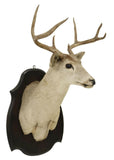 Taxidermy, Whitetail Deer Trophy, Shoulder Mount on Wood, Shield Form, 7 Points! - Old Europe Antique Home Furnishings