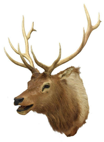 Taxidermy, Elk Mount, 12 Points, Beautiful Animal! and Home Decor!  Great for a Man Cave!! - Old Europe Antique Home Furnishings