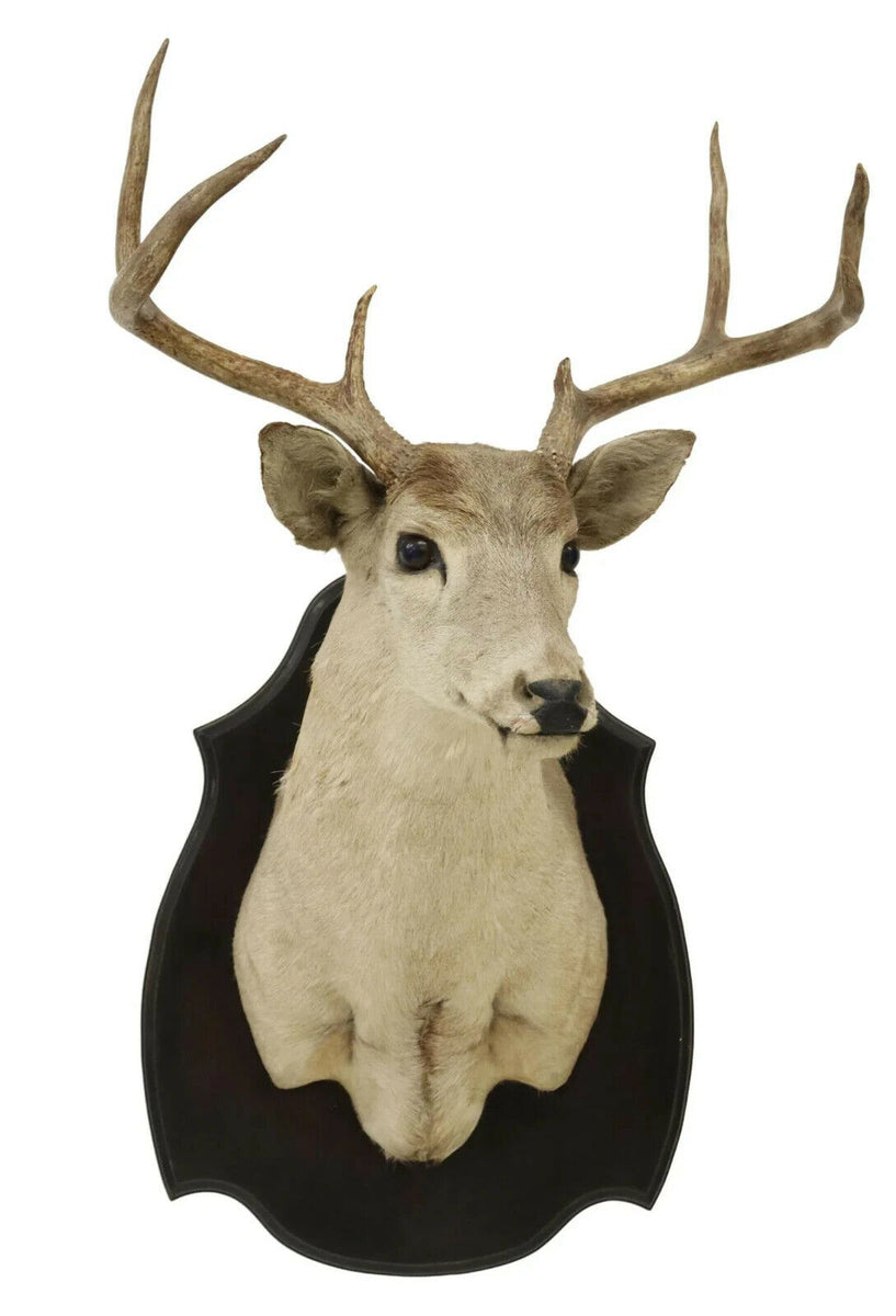 Taxidermy Whitetail Deer Trophy Shoulder Mount on Wood Shield