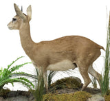 Taxidermy, Antelope, Steenbok, Full Body, in Natural Setting, Greenery, 25.5 in - Old Europe Antique Home Furnishings