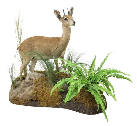 Taxidermy, Antelope, Steenbok, Full Body, in Natural Setting, Greenery, 25.5 in - Old Europe Antique Home Furnishings