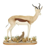 Taxidermy, Springbok, Full Body, Naturalistic Base, Unique Home Decor, 45.5 H. - Old Europe Antique Home Furnishings