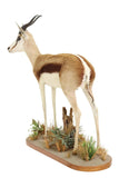 Taxidermy, Springbok, Full Body, Naturalistic Base, Unique Home Decor, 45.5 H. - Old Europe Antique Home Furnishings