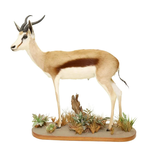 Taxidermy, Springbok, Full Body, Naturalistic Base, Unique Home Decor, 45.5 H. - Old Europe Antique Home Furnishings