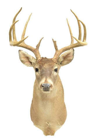 Taxidermy, White Tail Deer, Beautiful Animal, Great for Man Cave!! - Old Europe Antique Home Furnishings