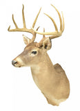 Taxidermy, White Tail Deer, Beautiful Animal, Great for Man Cave!! - Old Europe Antique Home Furnishings