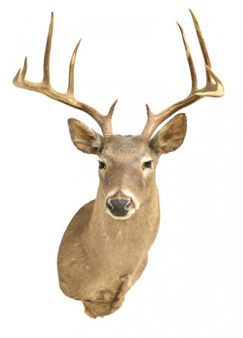 LARGE WHITETAIL DEER TAXIDERMY TROPHY MOUNT - Old Europe Antique Home Furnishings