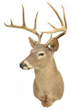 LARGE WHITETAIL DEER TAXIDERMY TROPHY MOUNT - Old Europe Antique Home Furnishings