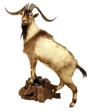 FULL BODY GOAT TAXIDERMY MOUNT, 27" HORNS - Old Europe Antique Home Furnishings