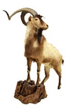 FULL BODY GOAT TAXIDERMY MOUNT, 27" HORNS - Old Europe Antique Home Furnishings