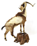 FULL BODY GOAT TAXIDERMY MOUNT, 27" HORNS - Old Europe Antique Home Furnishings