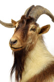 FULL BODY GOAT TAXIDERMY MOUNT, 27" HORNS - Old Europe Antique Home Furnishings