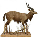 Antelope Taxidermy, Full Body Nyala, Handsome Man Cave Decor!!! - Old Europe Antique Home Furnishings