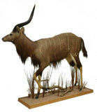 Antelope Taxidermy, Full Body Nyala, Handsome Man Cave Decor!!! - Old Europe Antique Home Furnishings