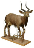 Antelope Taxidermy, Full Body Nyala, Handsome Man Cave Decor!!! - Old Europe Antique Home Furnishings