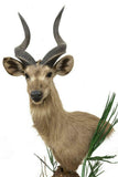 HANDSOME TAXIDERMY SITATUNGA-SWAMP ANTELOPE SHOULDER MOUNT!! - Old Europe Antique Home Furnishings