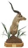 HANDSOME TAXIDERMY SITATUNGA-SWAMP ANTELOPE SHOULDER MOUNT!! - Old Europe Antique Home Furnishings