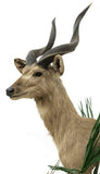 HANDSOME TAXIDERMY SITATUNGA-SWAMP ANTELOPE SHOULDER MOUNT!! - Old Europe Antique Home Furnishings