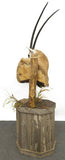 Taxidermy, Scimbok Mount on Stand, Sold only to Texas Residents,.Very Handsome! - Old Europe Antique Home Furnishings