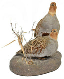 TAXIDERMY, HUNGARIAN PARTRDGE MOUNT!!! - Old Europe Antique Home Furnishings
