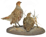TAXIDERMY, HUNGARIAN PARTRDGE MOUNT!!! - Old Europe Antique Home Furnishings