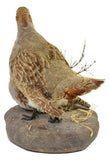 TAXIDERMY, HUNGARIAN PARTRDGE MOUNT!!! - Old Europe Antique Home Furnishings