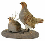 TAXIDERMY, HUNGARIAN PARTRDGE MOUNT!!! - Old Europe Antique Home Furnishings