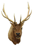 Taxidermy, Elk Mount, 12 Points, Beautiful Animal! and Home Decor!  Great for a Man Cave!! - Old Europe Antique Home Furnishings