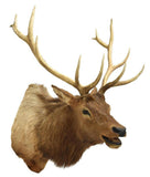 Taxidermy, Elk Mount, 12 Points, Beautiful Animal! and Home Decor!  Great for a Man Cave!! - Old Europe Antique Home Furnishings