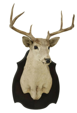 Taxidermy, Whitetail Deer Trophy, Shoulder Mount on Wood, Shield Form, 7 Points! - Old Europe Antique Home Furnishings
