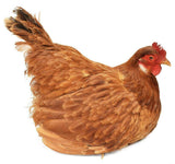 UNIQUE AND DECORATIVE BROODING HEN RESTING IN BASKET TAXIDERMY MOUNT!! - Old Europe Antique Home Furnishings