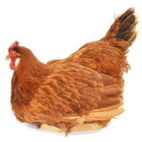 UNIQUE AND DECORATIVE BROODING HEN RESTING IN BASKET TAXIDERMY MOUNT!! - Old Europe Antique Home Furnishings