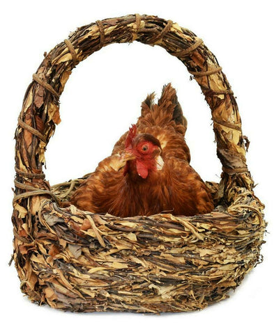 UNIQUE AND DECORATIVE BROODING HEN RESTING IN BASKET TAXIDERMY MOUNT!! - Old Europe Antique Home Furnishings