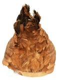 UNIQUE AND DECORATIVE BROODING HEN RESTING IN BASKET TAXIDERMY MOUNT!! - Old Europe Antique Home Furnishings
