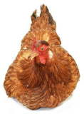 UNIQUE AND DECORATIVE BROODING HEN RESTING IN BASKET TAXIDERMY MOUNT!! - Old Europe Antique Home Furnishings